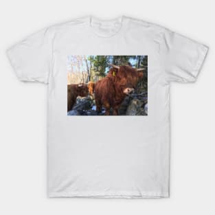 Scottish Highland Cattle Calf 1954 T-Shirt